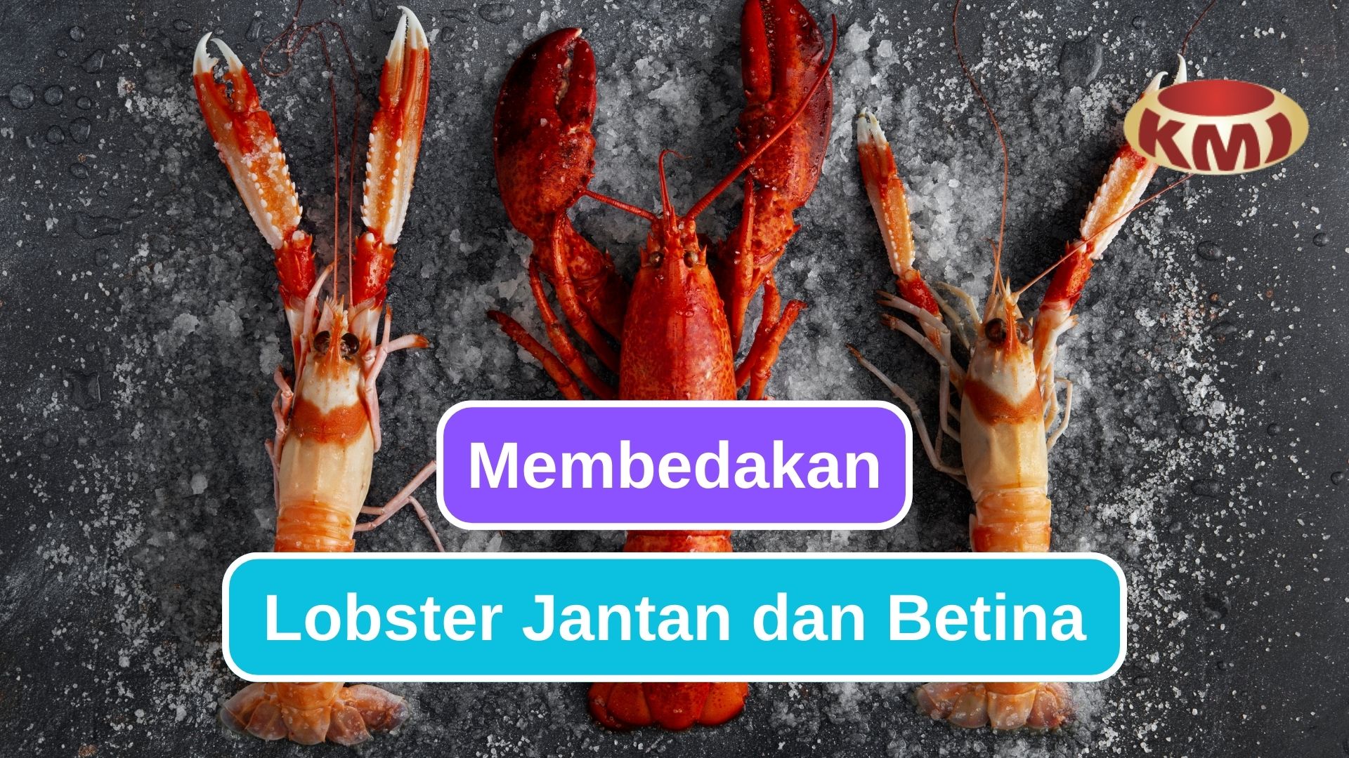 Cara Membedakan Lobster Jantan dan Betina